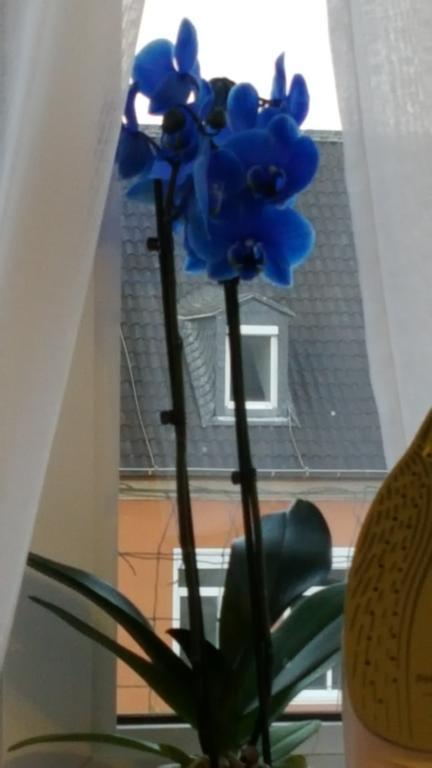 Apartment Am Kaiserplatz Düren - Eifel Kültér fotó